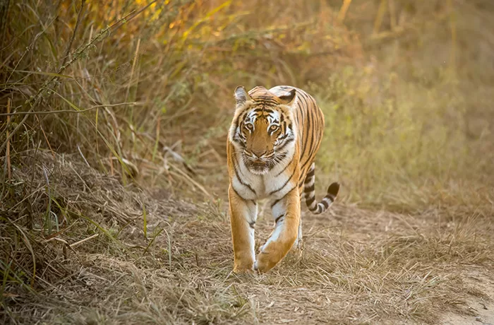 Exploring the Wilderness: Sariska Tiger Reserve