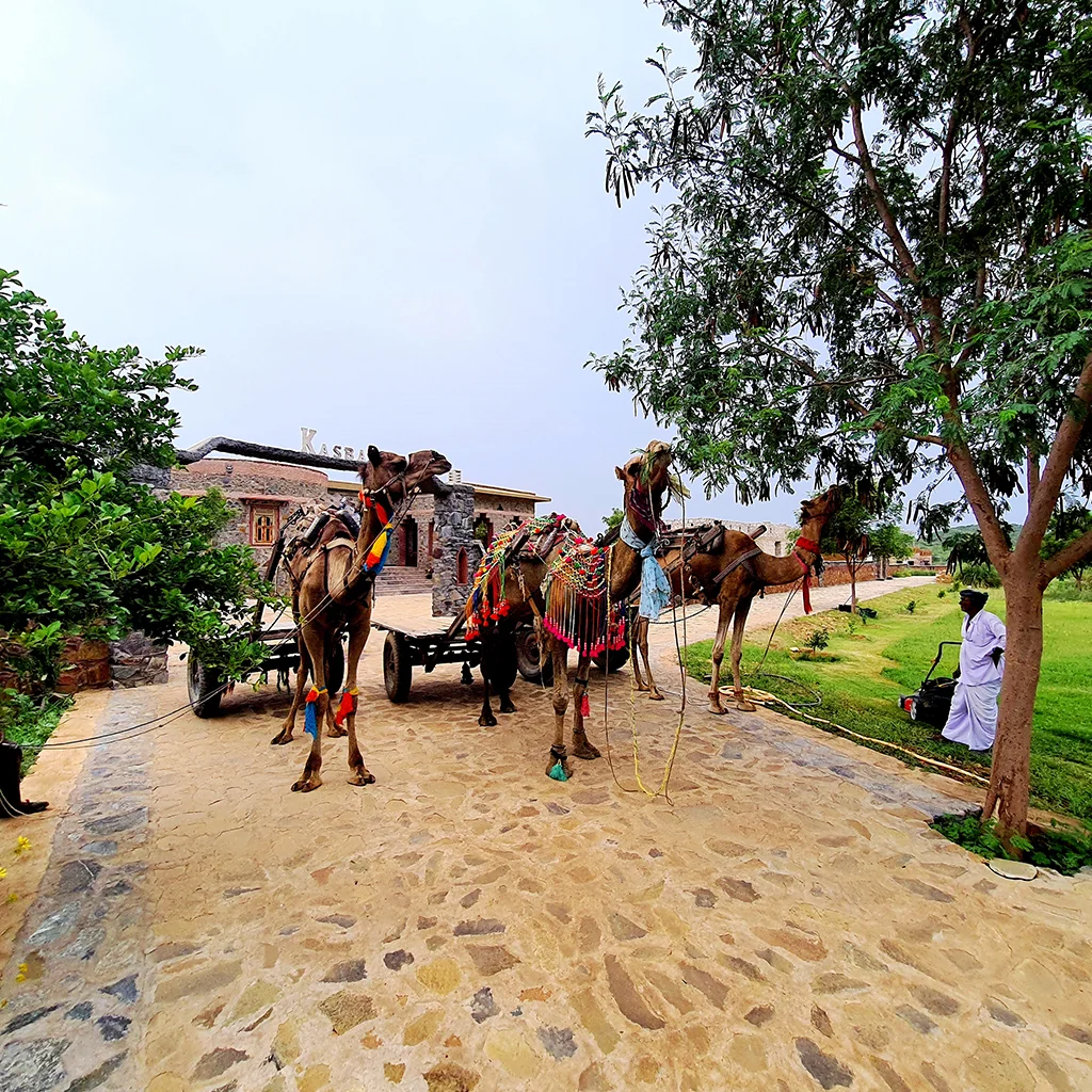 Sariska Kasba - A Village Resort - Camel Cart _ Village Walk