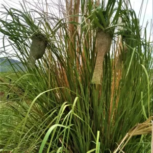 Kasba - A Village Resort-Live with nature