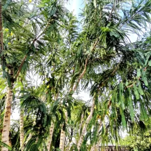 Kasba - A Village Resort-Fresh Greenry