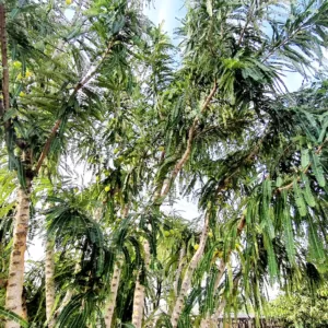 Kasba - A Village Resort-Fresnesh of air