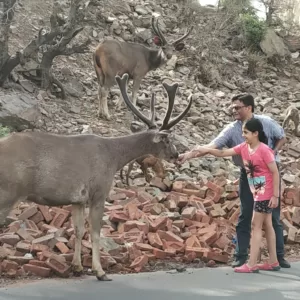 Sariska Kasba - A Village Resort -Close to nature