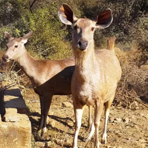Sariska Kasba - A Village Resort -Nature beside you