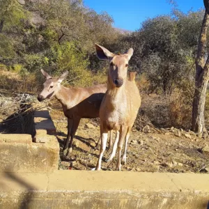 Sariska Kasba - A Village Resort -Nature with you