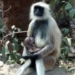 Sariska Kasba - A Village Resort -Nature in your lap