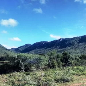 Sariska Kasba - A Village Resort - Green Panorma