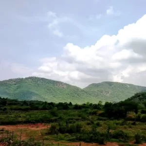 Sariska Kasba - A Village Resort -Scenery Arround
